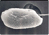 갯벌에 서식하는 은편모류의 전자현미경 사진