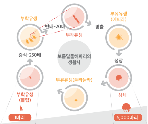 보름달물해파리 생활사 (부착유생 → 부유유생 → 성체)