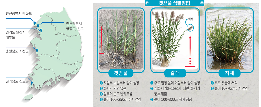 갯끈풀 국내 분포도, 갯끈풀 식별방법