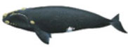 북방긴수염고래