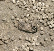 모래질 갯벌에 서식하는 엽낭게