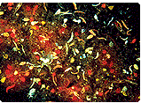 유글레나류와 돌말류가 포함된 갯벌 미세조류의 형광현미경사진