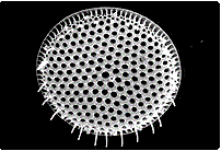 중심돌말 껍질의미세구조